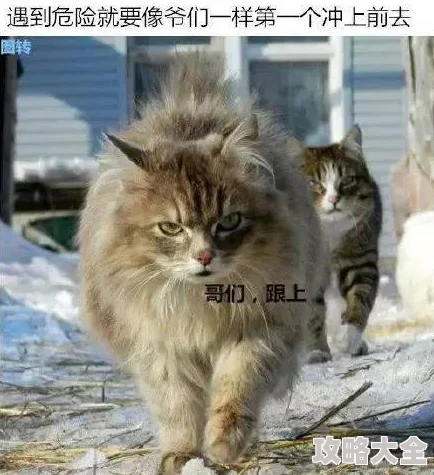 猫咪斗恶龙3重磅爆料：治愈之风获取全攻略独家分享