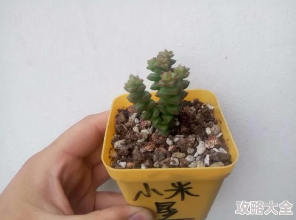 植物大战僵尸2：植物进阶策略与技巧详解